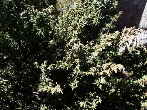 Image of Juniperus monticola by (c) Chris Fluit, some rights reserved (CC BY)