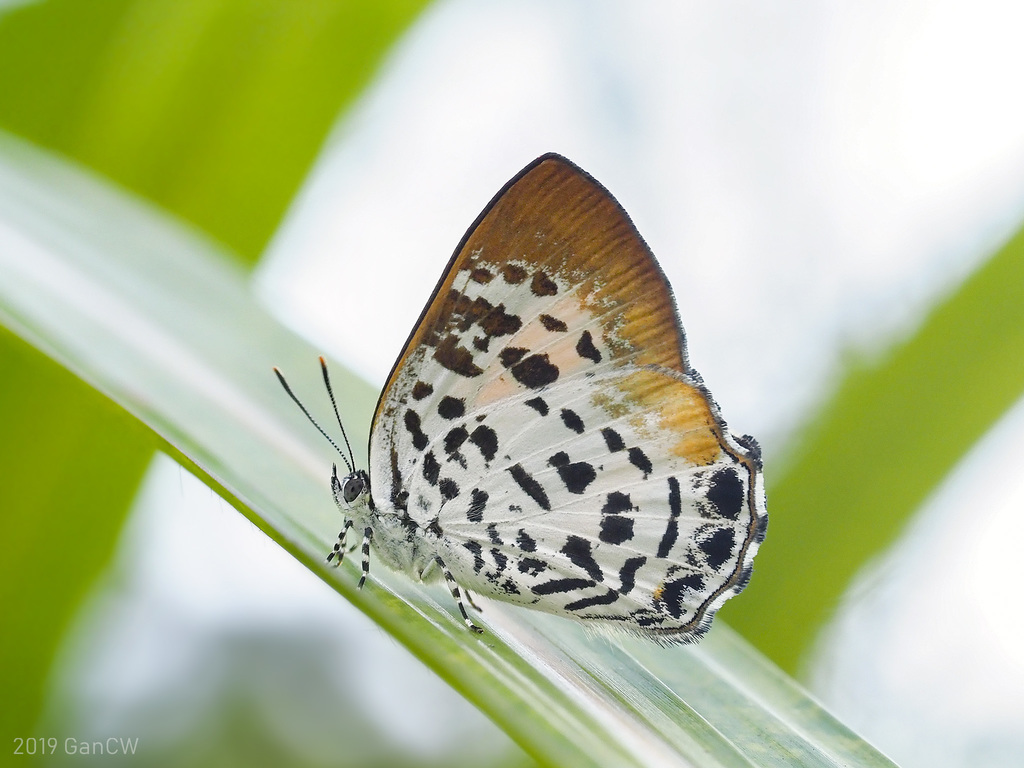 Borneo Gem