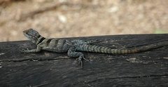 Oplurus cuvieri