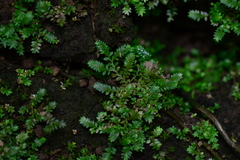 Selaginella devolii