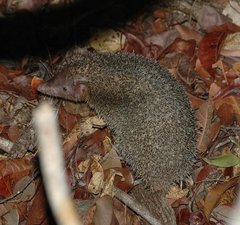 Greater Hedgehog Tenrec photo 4