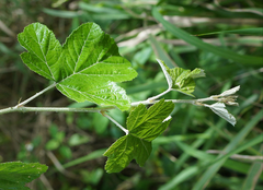 Rubus arachnoideus