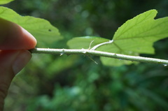 Rubus arachnoideus