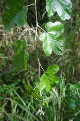 Rubus arachnoideus