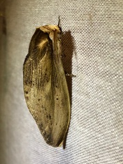 Truncaptera elongata