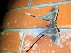 Copiopteryx sonthonnaxi