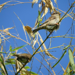 Passer domesticus × italiae