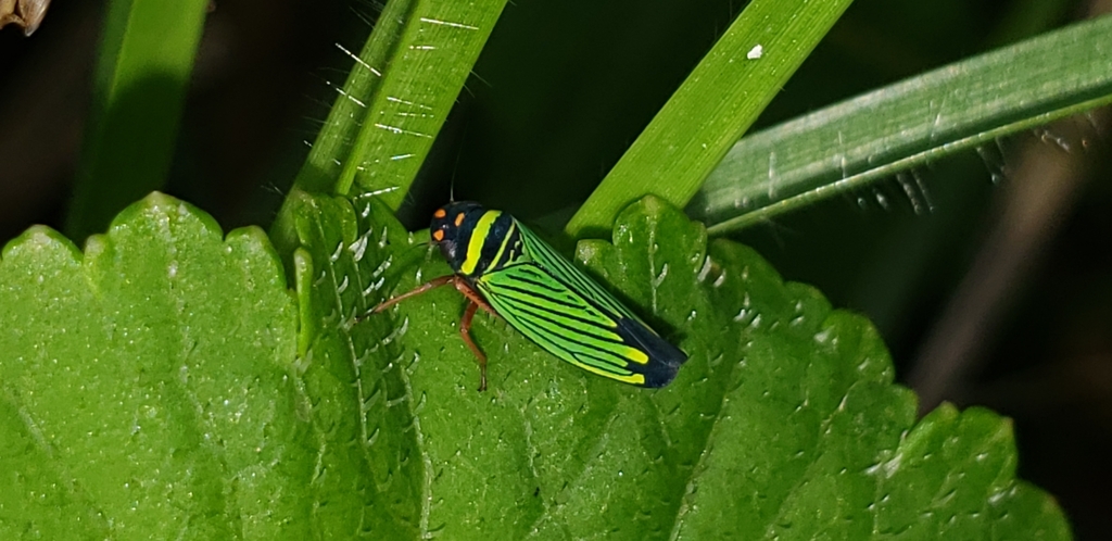 Tylozygus descrepantius