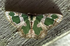 Oospila leucothalera