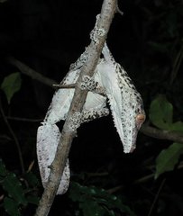 Uroplatus henkeli
