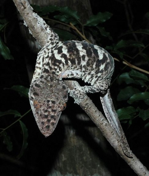frilled leaf-tail gecko