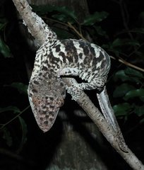 Uroplatus henkeli