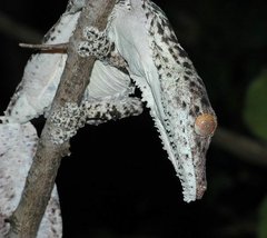 Uroplatus henkeli