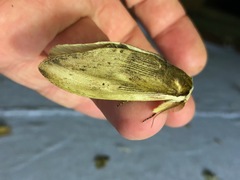 Truncaptera elongata