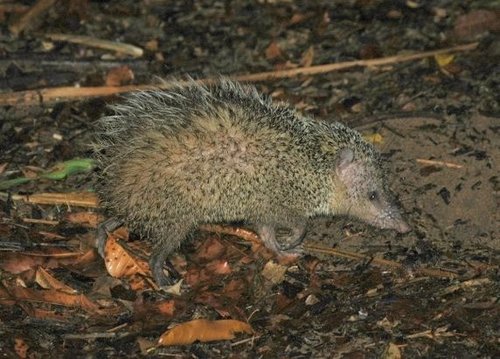 Tailless Tenrec