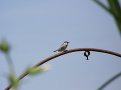 Passer domesticus × italiae