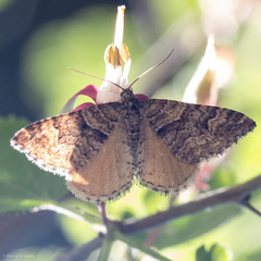 Epirrhoe plebeculata