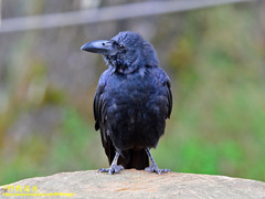 Corvus macrorhynchos culminatus