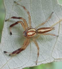 Telamonia