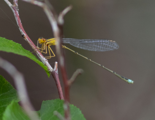 Vesper Bluet photo 6