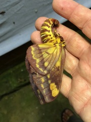 Citheronia phoronea