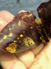 Citheronia phoronea