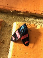 Uranophora splendida