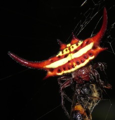 Gasteracantha falcicornis