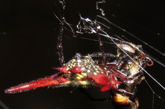 Gasteracantha falcicornis