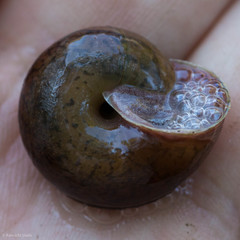 Helminthoglypta contracostae