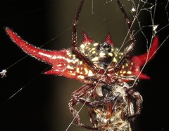 Gasteracantha falcicornis