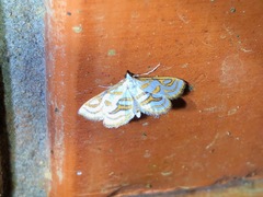 Musotiminae