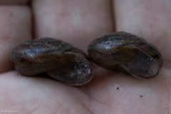 Helminthoglypta contracostae