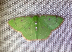 Lissochlora albociliaria