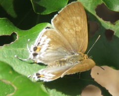 Hypolycaena philippus philippus