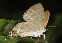 Hypolycaena philippus philippus
