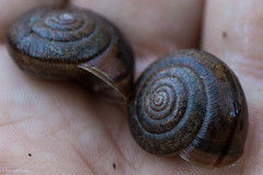 Helminthoglypta contracostae