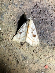 Scolecocampinae