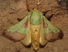 Latoia latistriga