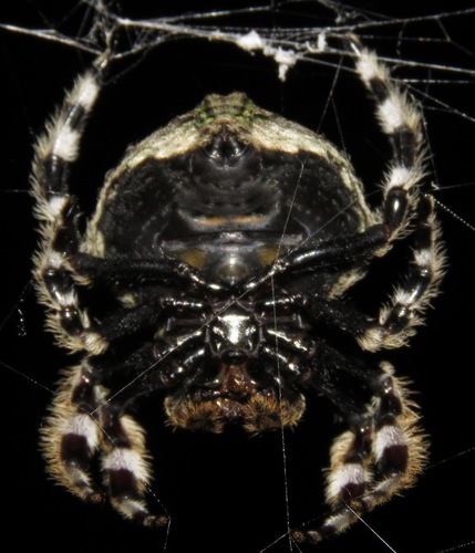 Common Bark Spider
