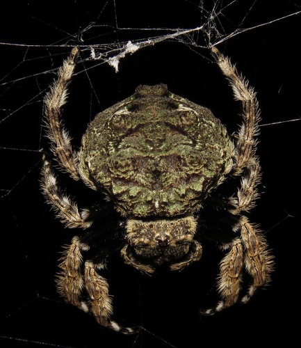 Common Bark Spider