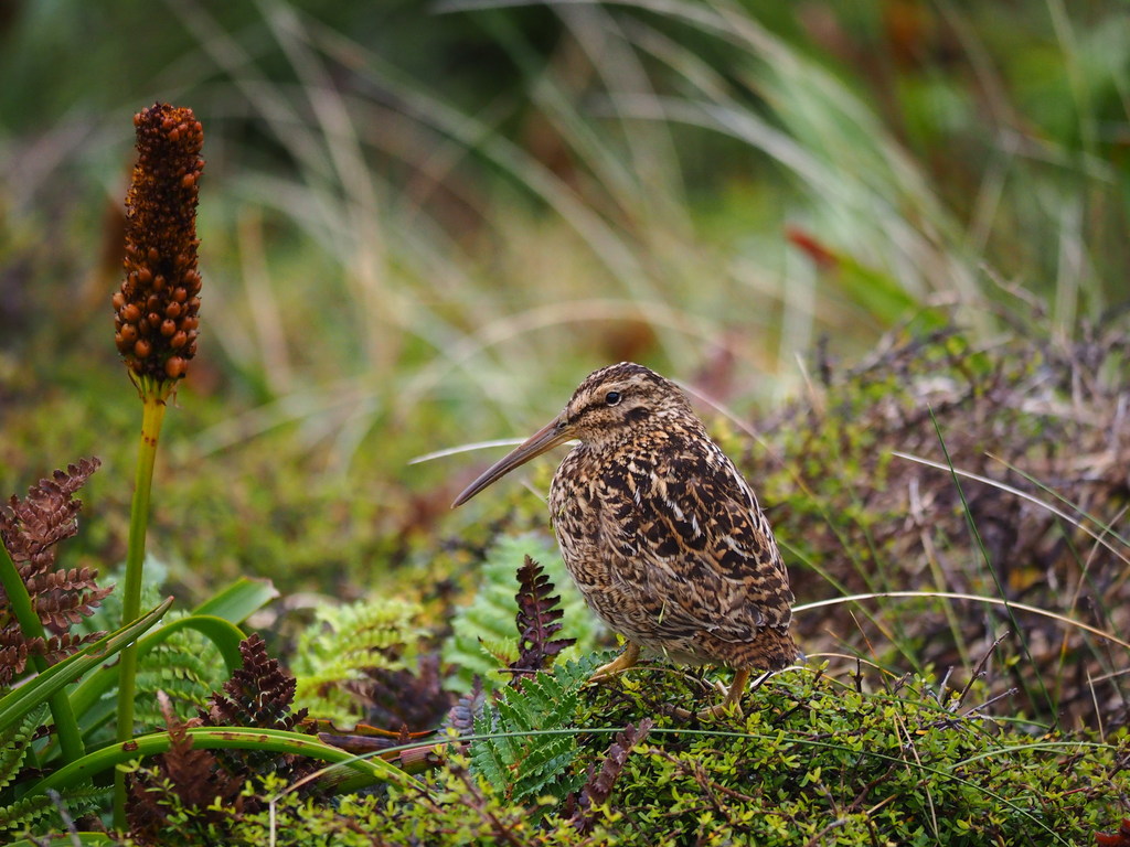 Subantarctic Snipe photo