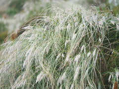 Chionochloa antarctica