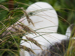 Chionochloa antarctica