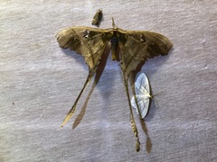 Copiopteryx sonthonnaxi