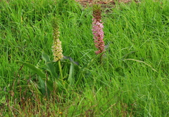 Eucomis