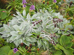 Pleurophyllum hookeri