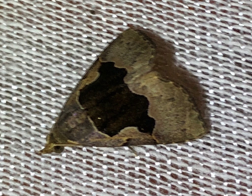 Abacena accincta