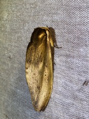 Truncaptera elongata