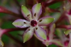 Eucomis
